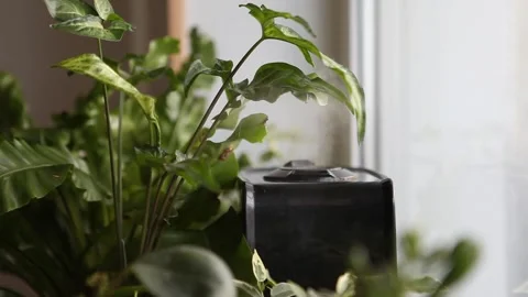 Black diffuser with home plants. Stock Footage 182438735