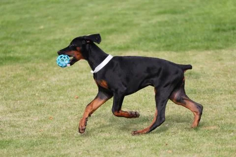 Black doberman dog Stock Photos