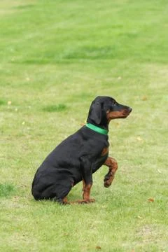 Black doberman dog Foto stock