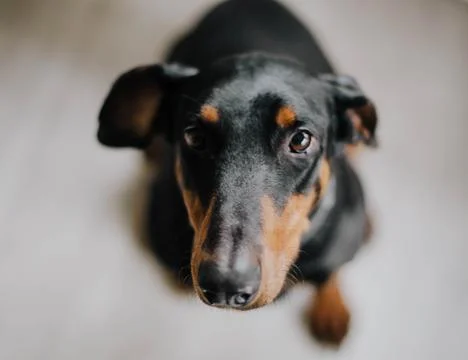 Black doberman looking up while sitting Stock Photos