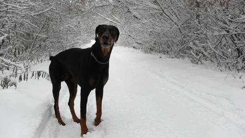 A black doberman is standing on the road in a winter forest and barking in a 스톡 동영상 148998532