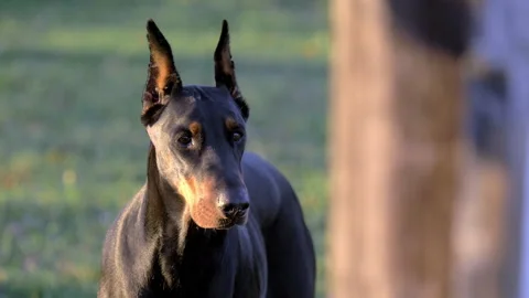 Black dobermann dog pointing Video stock 233669559
