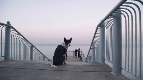 Black dog alone at the beach at sunset Stock Footage 71197868