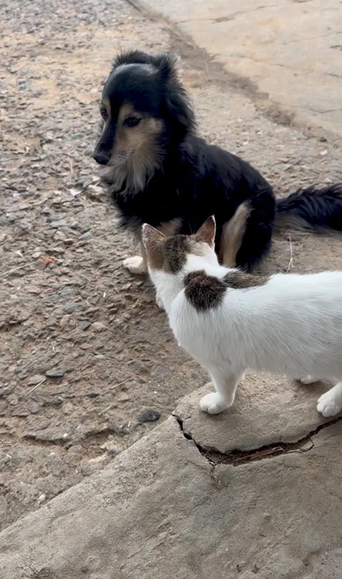 Black Dog and White Kitten Friendship Stock Footage 317499231