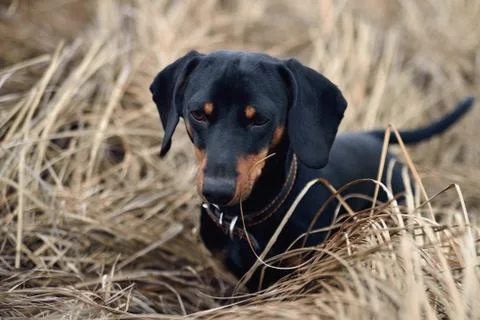 Black dog in autumn grass Stock Photos