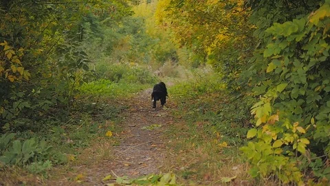 Black dog in autumn park talking on the yellow leaves. Slow-motion Stock Footage