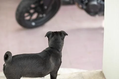 The black dog, back view is looking the motocycle whell Stock Photos