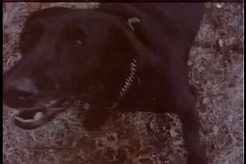 Black dog  barking 스톡 동영상 11354180