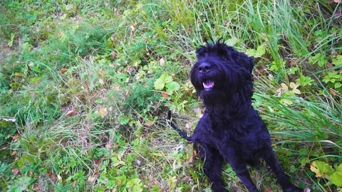 Black dog that barks on a meadow Stock Footage 99470700
