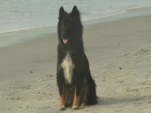 Black dog at beach Video stock 707826