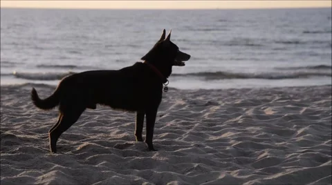 Black dog on the beach 库存影片 47668441