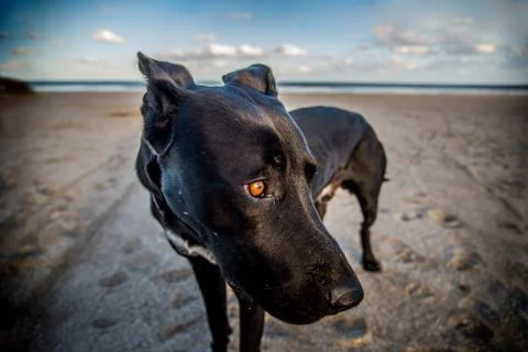 Black dog at beach Stock Photos