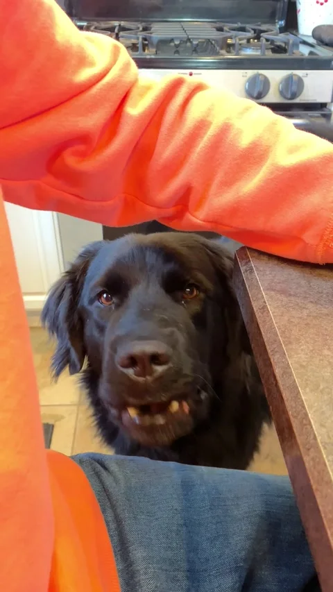 Black dog begging in kitchen Stock Footage 234355477