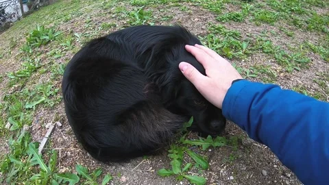 BLACK DOG BEING CARESSED Stock Footage 104140383