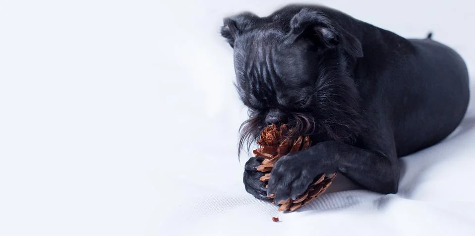 Black Dog. The Belgian Griffon Stock Photos