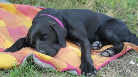 Black Dog, Blanket Stock Footage 26559429
