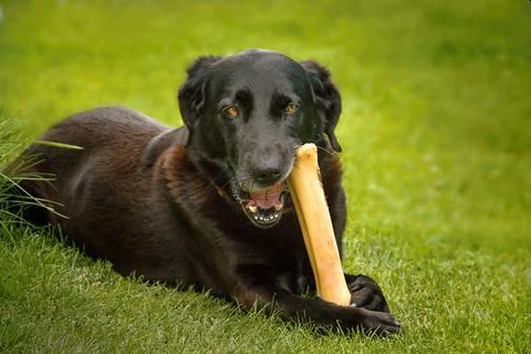 Black dog with a bone 库存照片