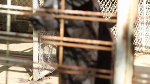 Black dog captured in a old cage Stock Footage 8764388
