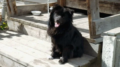 Black dog on a chain Stock Footage 62748359