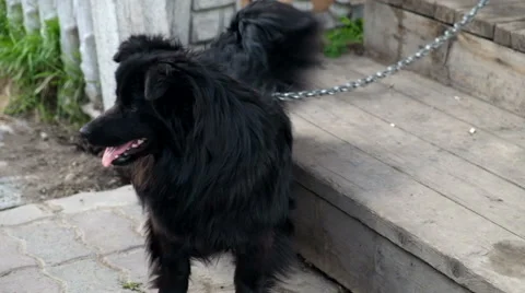 Black dog on a chain Stock Footage 62748433