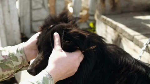 Black dog on a chain Stock Footage 62748510