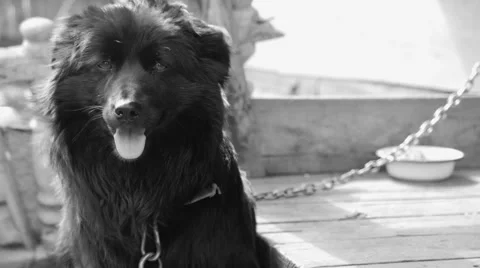 Black dog on a chain Stock Footage 62749026