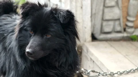 Black dog on a chain Stock Footage 62750493