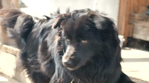 Black dog on a chain Stock Footage 62754050