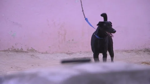 Black dog chained to wall 動画素材 90848349