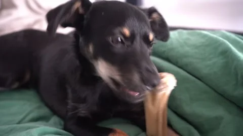 Black dog chewing bone, cute puppy biting treat Stock Footage 315499075