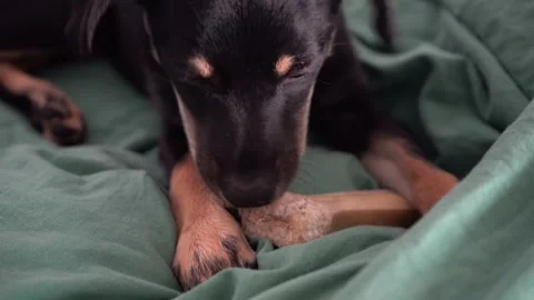 Black dog chewing bone, cute puppy biting treat Stock Footage 315499086