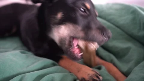 Black dog chewing bone, cute puppy biting treat Stock Footage 315499096
