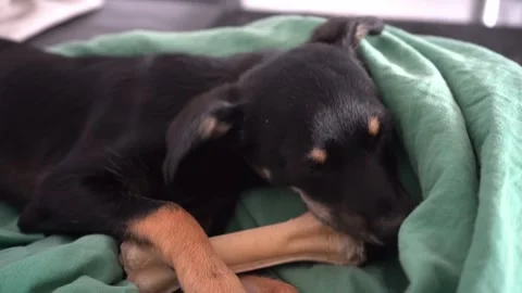 Black dog chewing bone, cute puppy biting treat Stock Footage 315499102