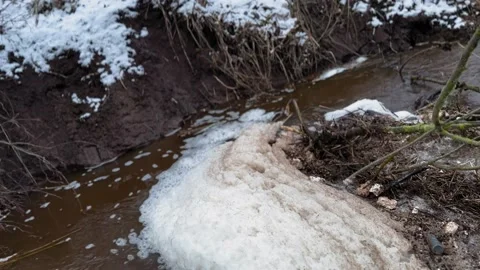 Black dog clears muddy river from tree branches in 4K Stock Footage 232034401