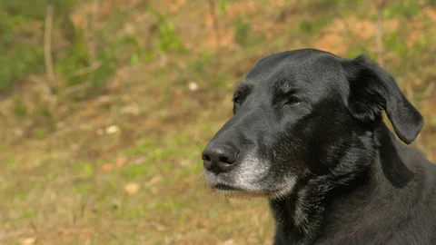 Black Dog Collie Mix Watching Out Forest Close Stock Footage
