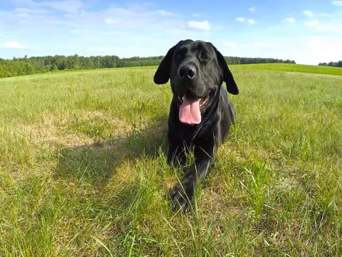 Black dog crawling in grass in park. Stock Footage 78664864