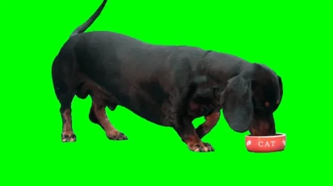 Black dog (dachshund) eats from cat's plate Stock Footage 8563859