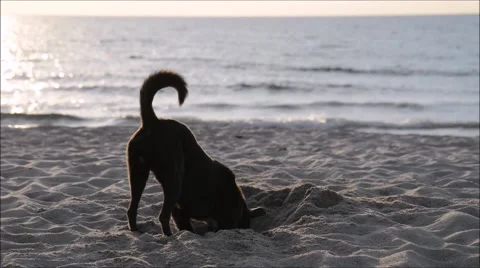 Black dog digging on the beach 库存影片 47668424