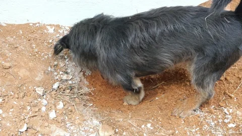 Black Dog digging hole on dirt land at outdoors Stock Footage 147974989