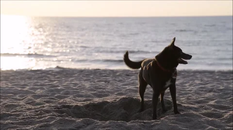 Black dog digging in the sand on a beach 库存影片 47668199
