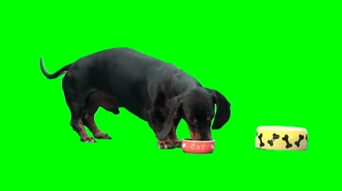 Black dog eats from cat's and dog's plates Stock Footage 8563770