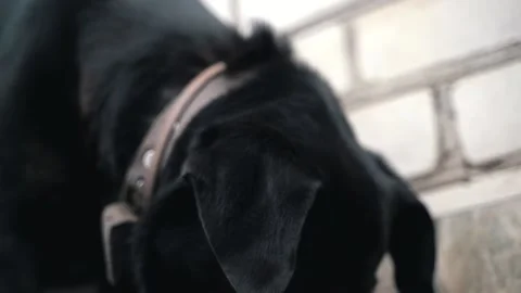 The black dog eats the food Stock Footage 138584681