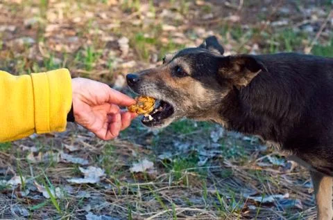 Black dog eats meat from a hand Foto stock
