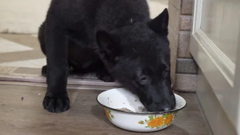 A black dog eats from a metal dish on the floor in the house Stock Footage 327021971