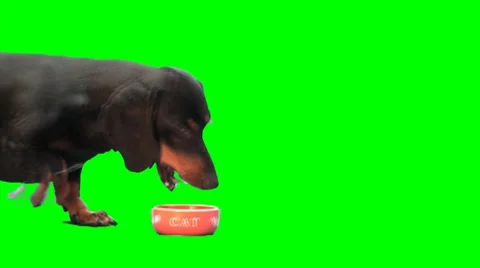 Black dog eats from moving cat's plate Stock Footage 8563870