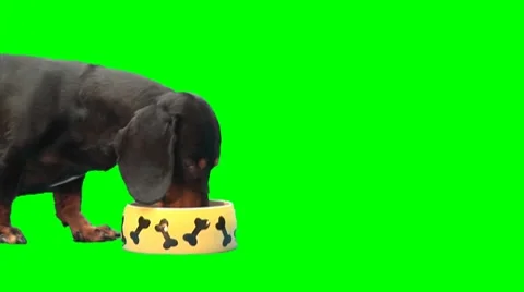 Black dog eats from moving dog's plate Video stock 8563822