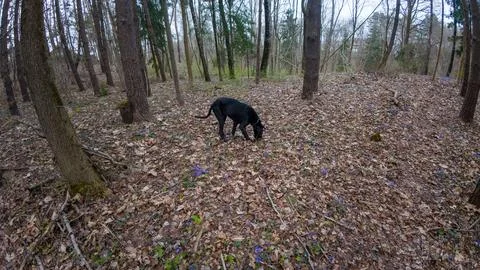 Black Dog Exploring Forest Floor Stock Photos