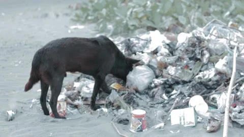 Black Dog Exploring Trash Pile On Beachfront Area On Sandy Beach Area Stock Footage 303340444