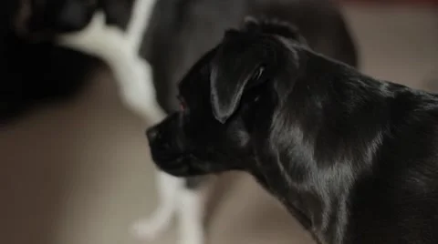 Black Dog Stock Footage 8777554
