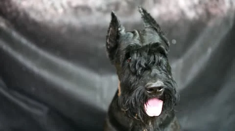 Black dog Stock Footage 10794096